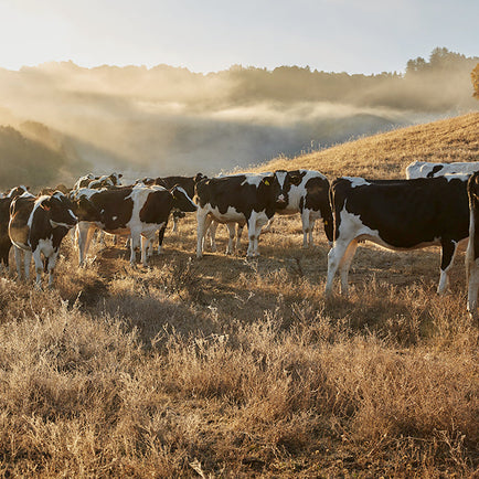 Stewardship and Sustainability at Marin French