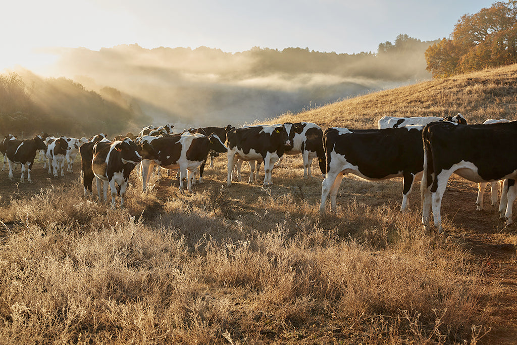 Stewardship and Sustainability at Marin French
